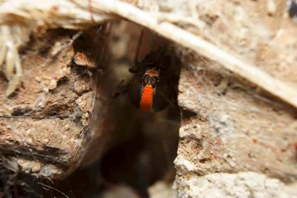 Redback spider in Japan