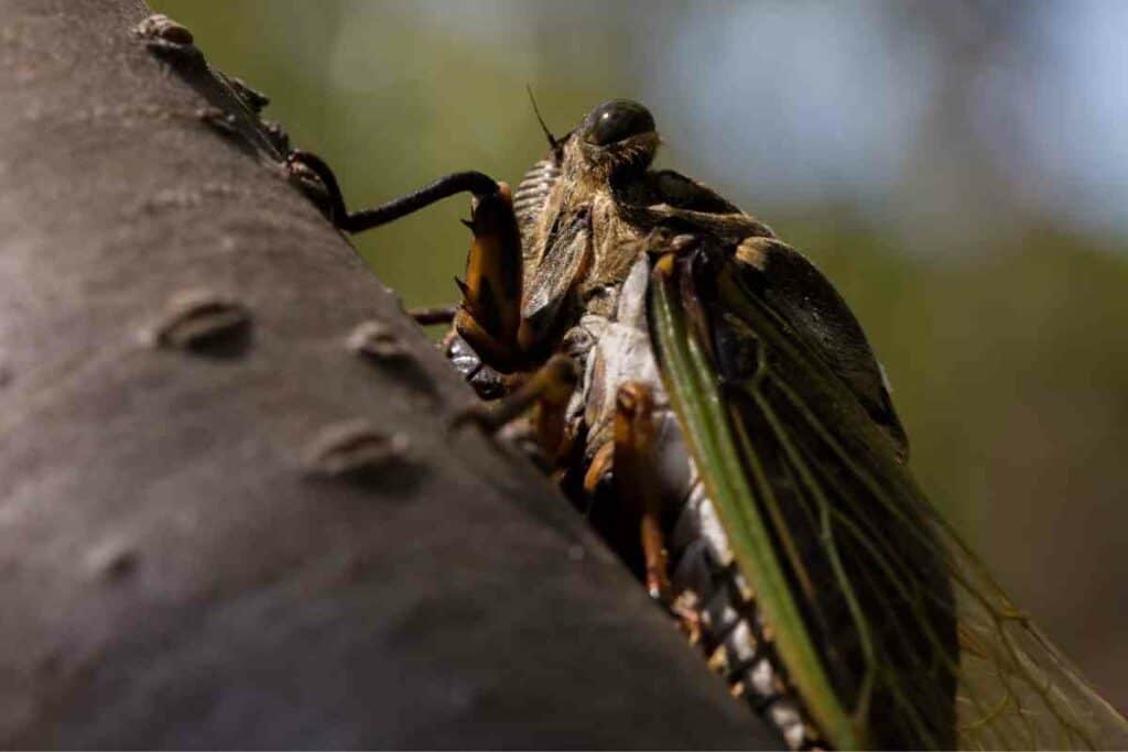 Semi cicada bug in Japan
