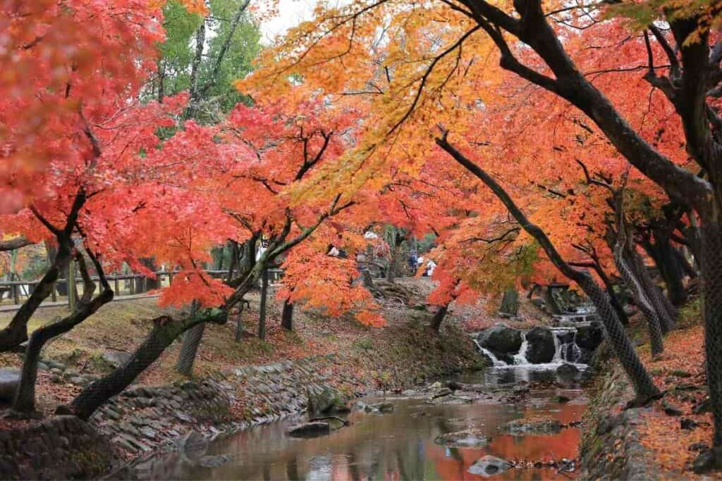 Nara park in Japan