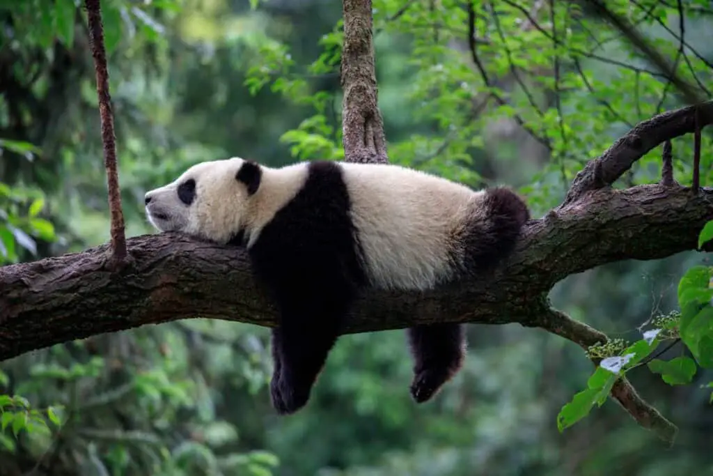 wild panda in japan