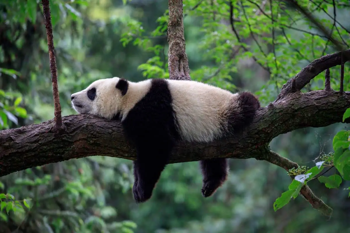 Do Pandas Live Wild and Freely in Japan?