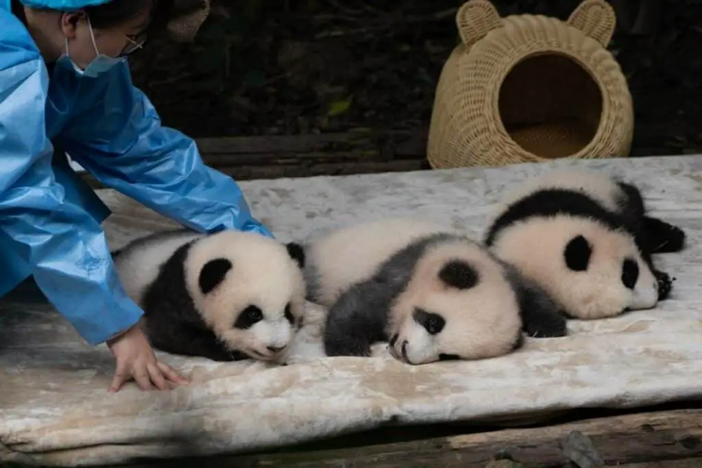panda breeding program in japan