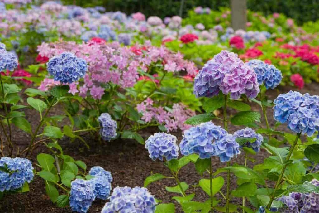 Ajisai hydrangeas flowering