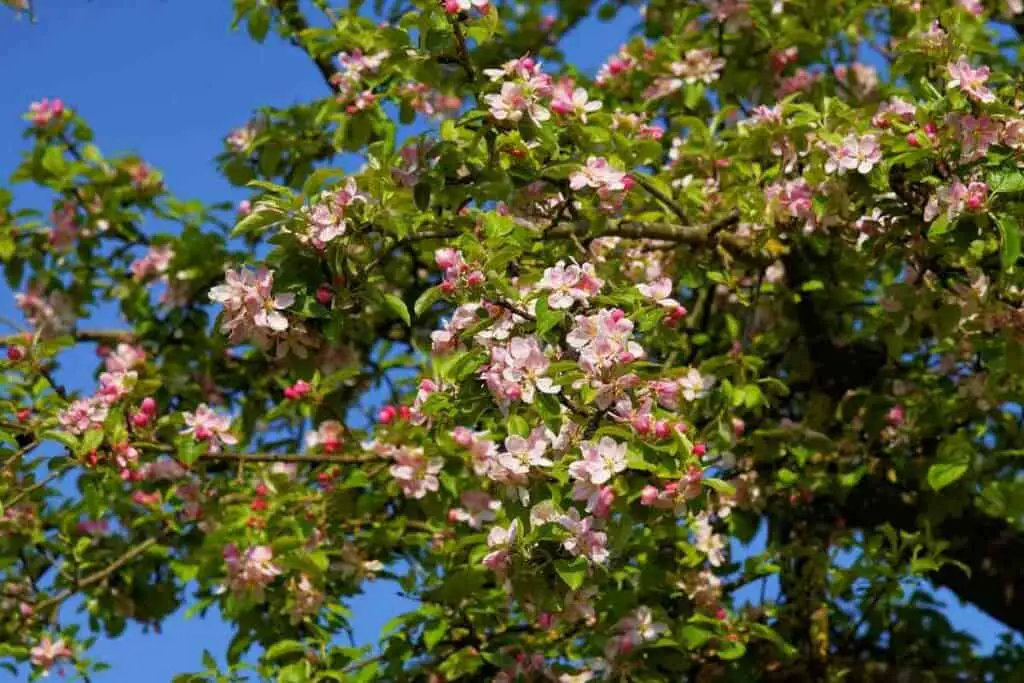 Apple tree flowers similar to Japanese cherry blossom