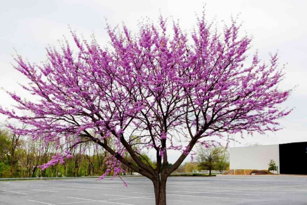 Eastern Redbud flowers similar to Japanese cherry blossom