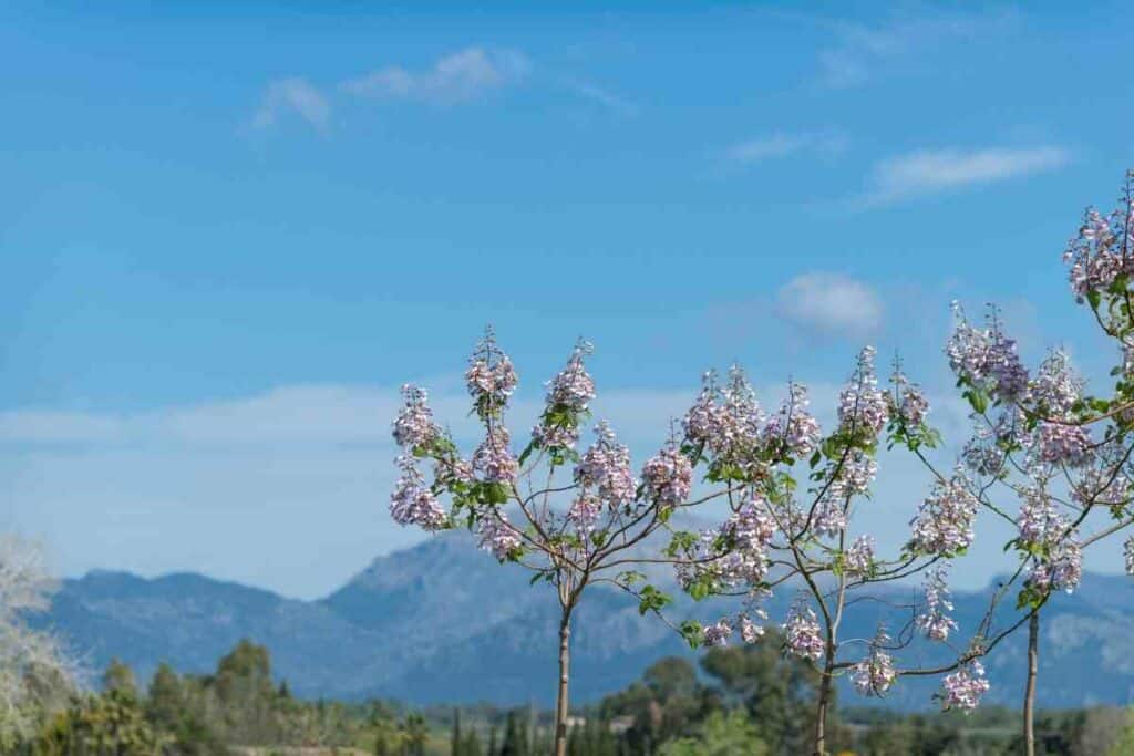 Empress tree flowers similar to Japanese cherry blossom