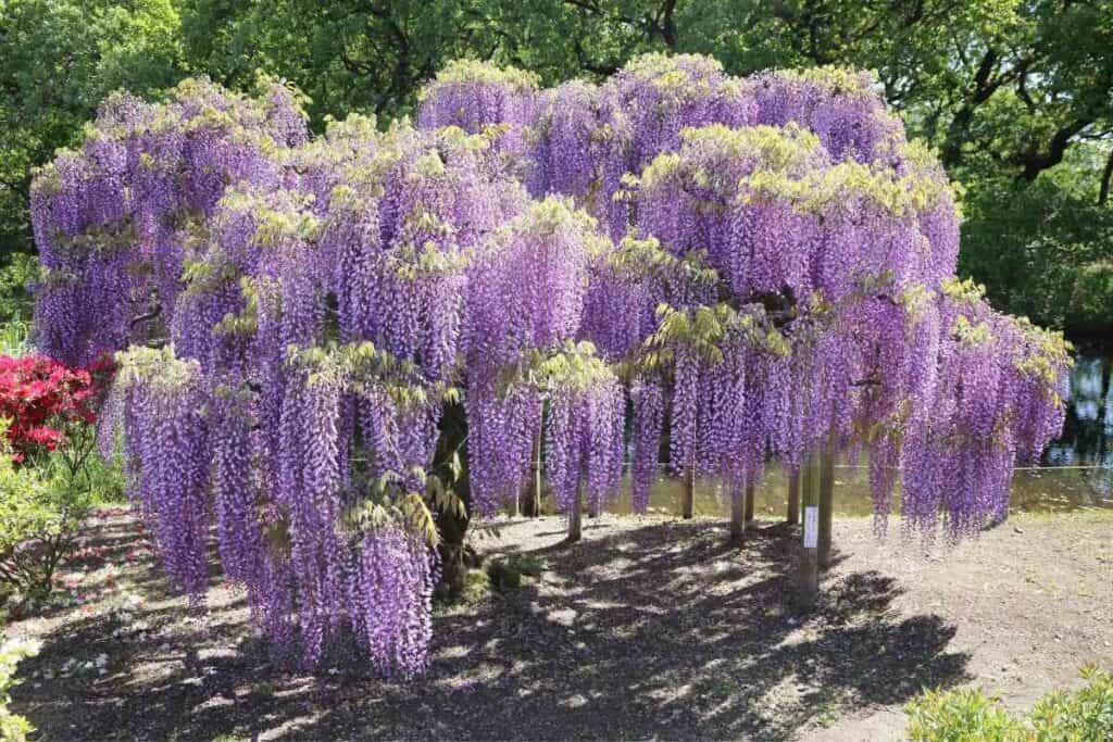 Fuji wisterias flowering