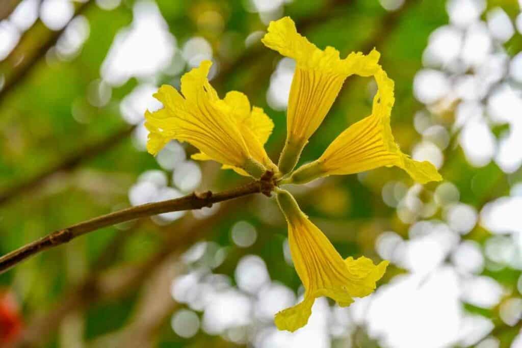 Golden bells flowers similar to Japanese cherry blossom