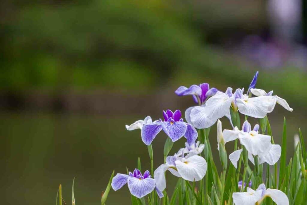 Hanashobu Japanese water iris flowering