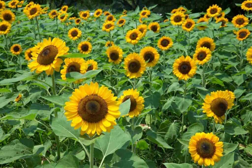 Himawari sunflowers flowering