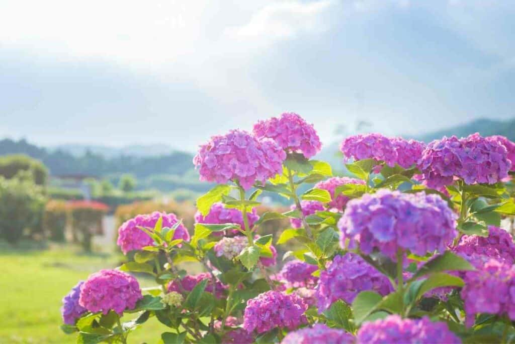 Hydrangea flowers similar to Japanese cherry blossom