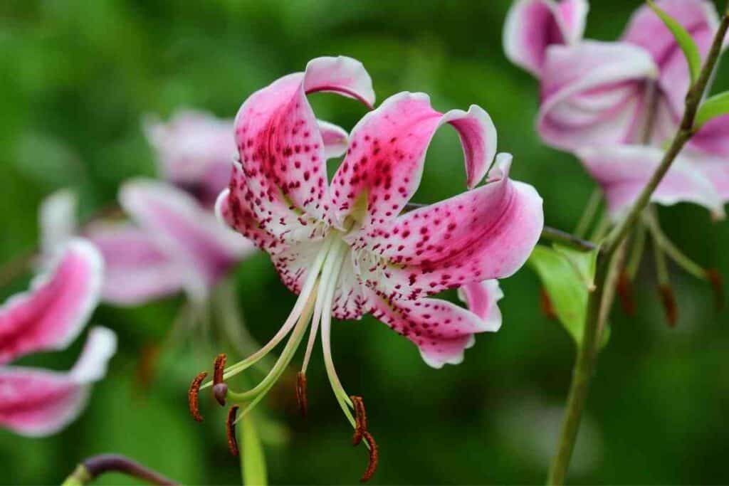 Japanese lilies flowering