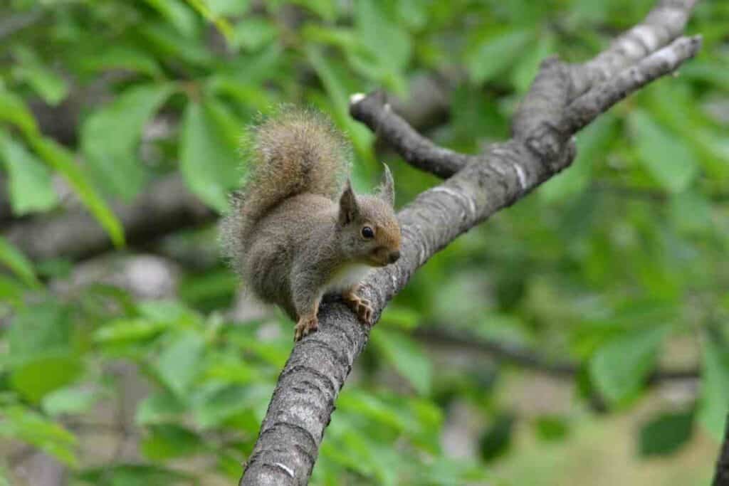 Japanese squirrel on a tree