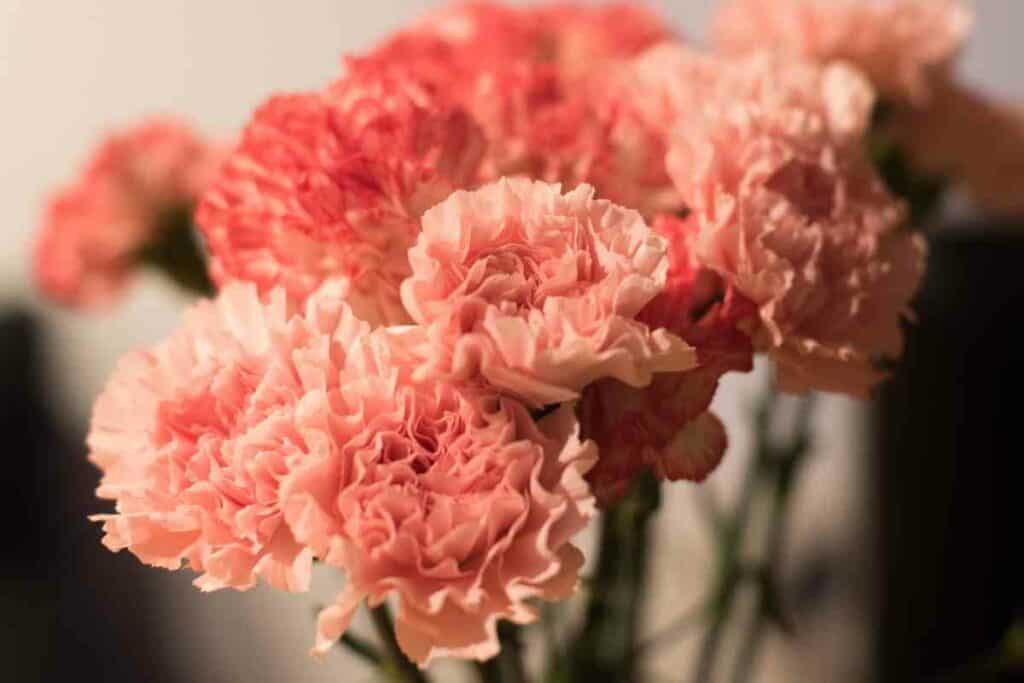 Kaneshon carnations flowering