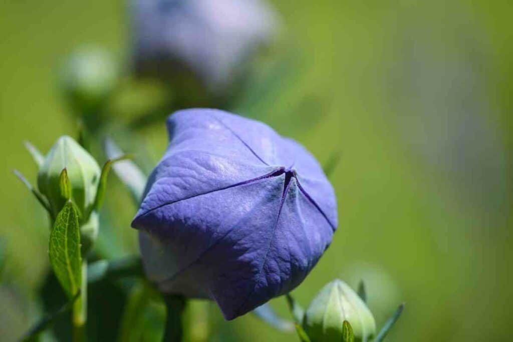 Kikyo Japanese bell flowering