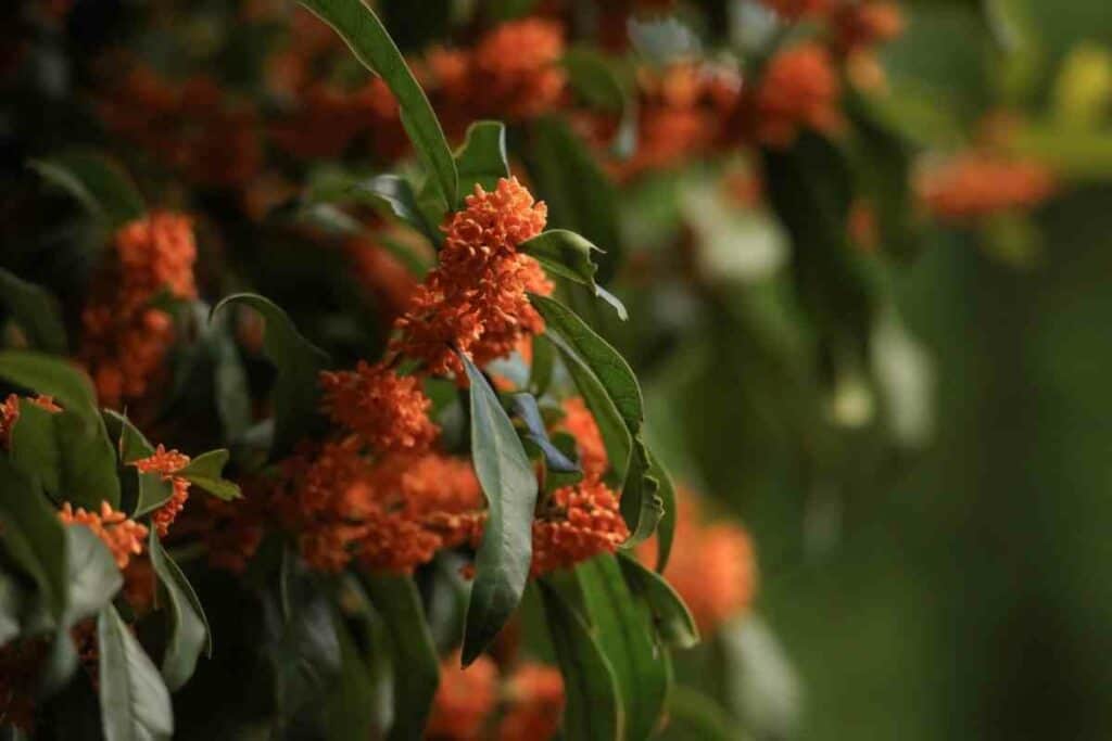 Kinmokusei osmanthas fragrans flowers