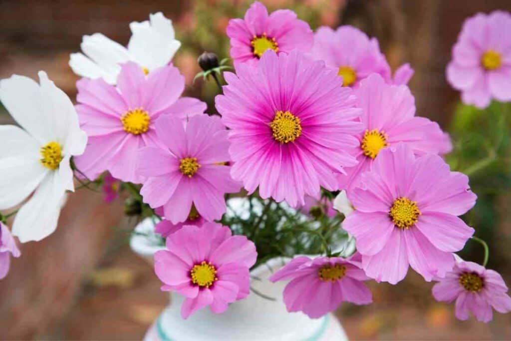 Kosumosu cosmos flowers