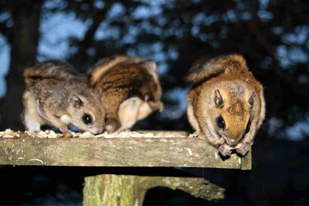 Flying squirrels in Japan lifespan