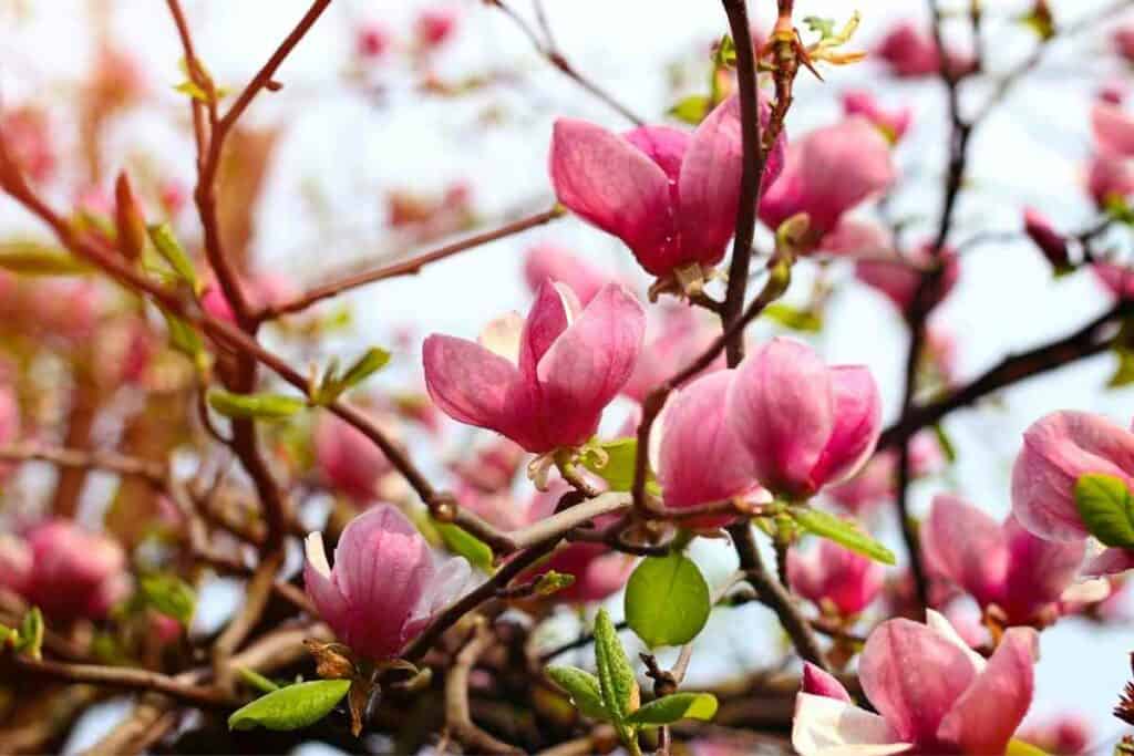 Magnolia trees flowers similar to Japanese cherry blossom
