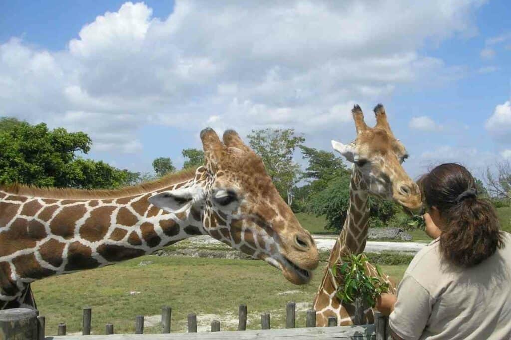 Miyazaki Phoenix zoo feeding animals