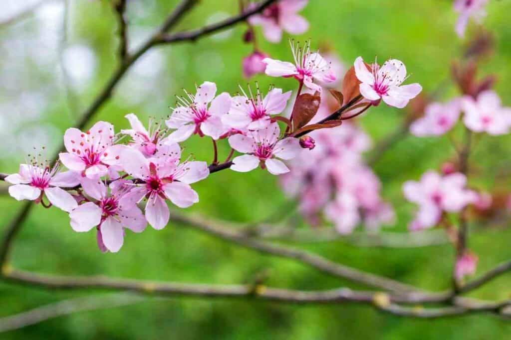 Ornamental plum trees flowers similar to Japanese cherry blossom
