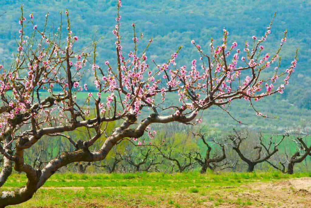 Peach tree flowers similar to Japanese cherry blossom