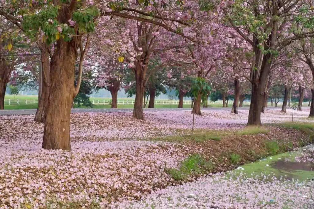 Pink trumpet trees flowers look like Japanese cherry blossom