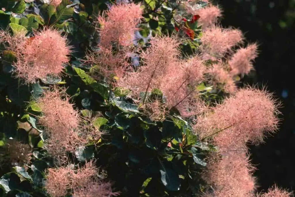 Smokebush flowers look like Japanese cherry blossom