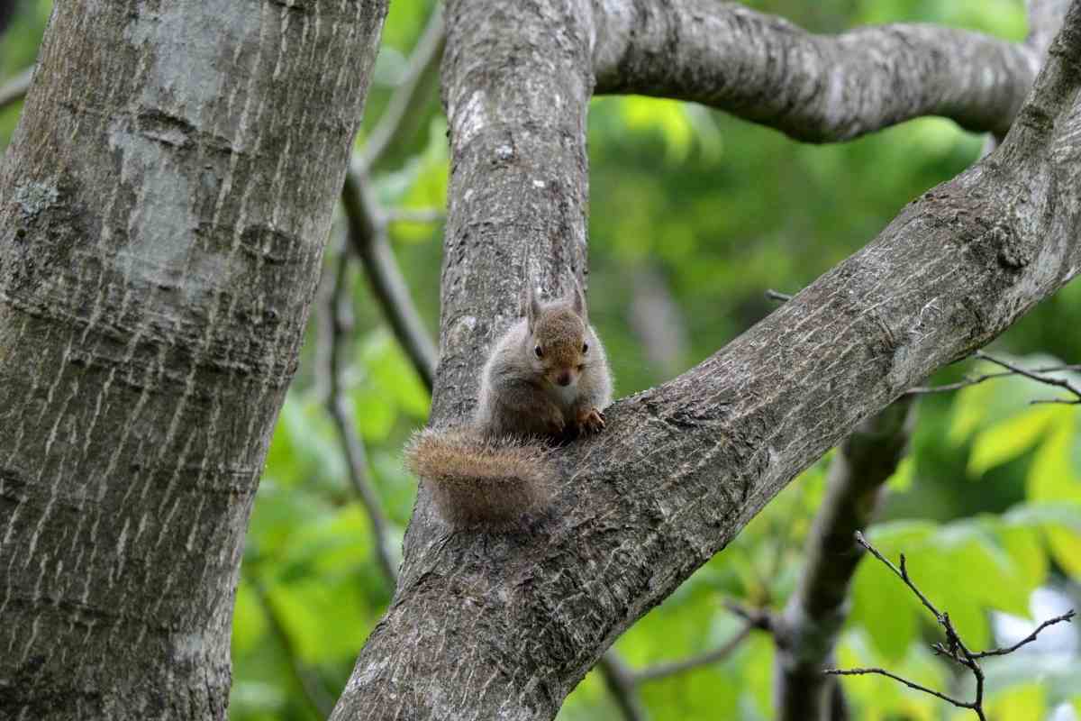 Squirrels in Japan on a tree