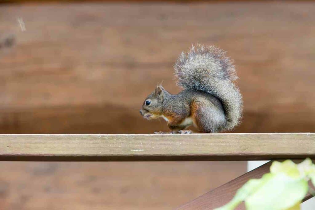 Squirrels in Tokyo park