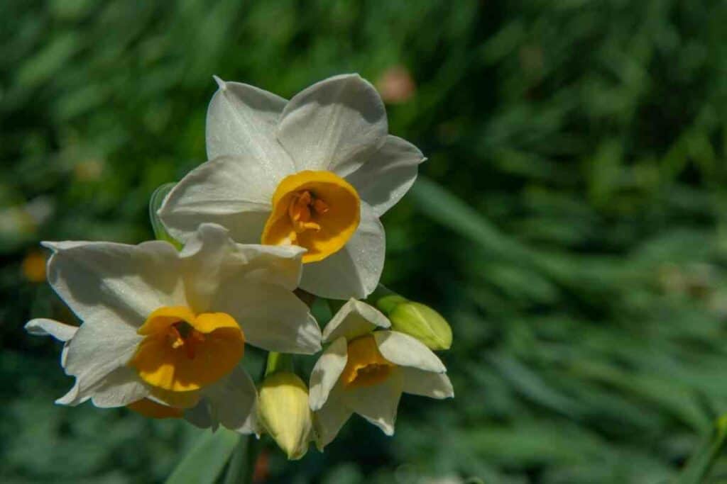 Suisen daffodils flowers
