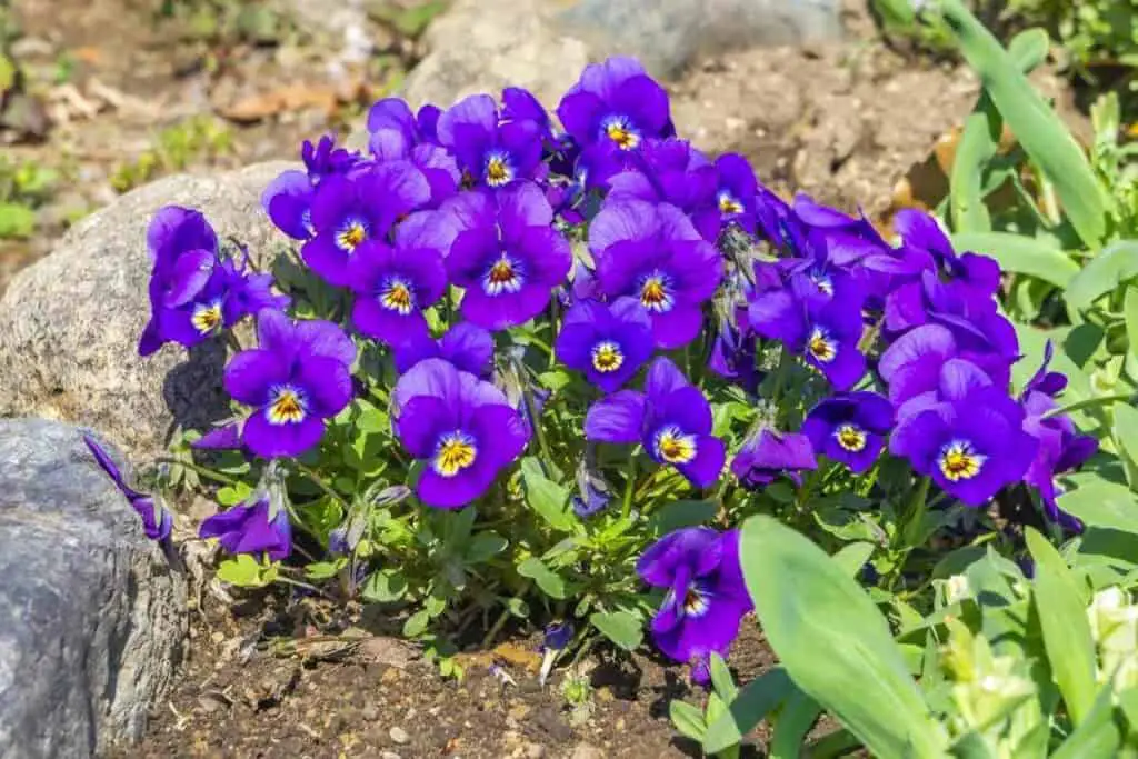 Sumire violets flowers