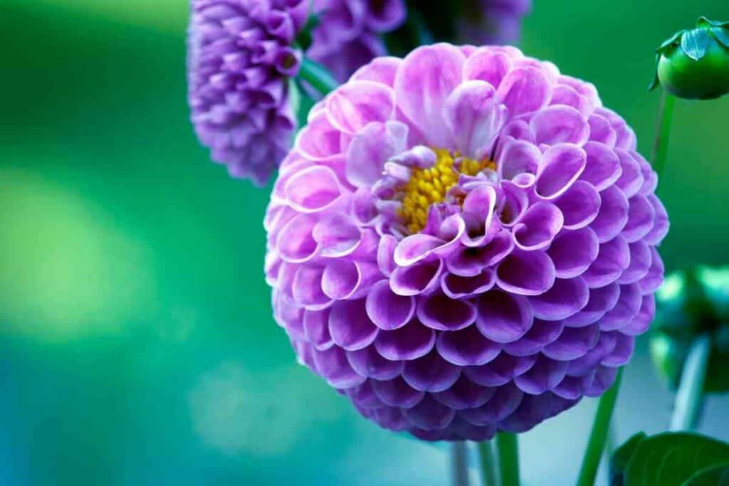 Tenjikubaton dahlias purple