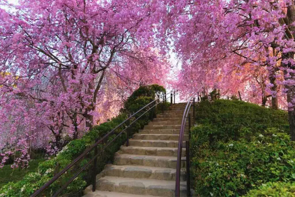 Japanese cherry blossom trees similar