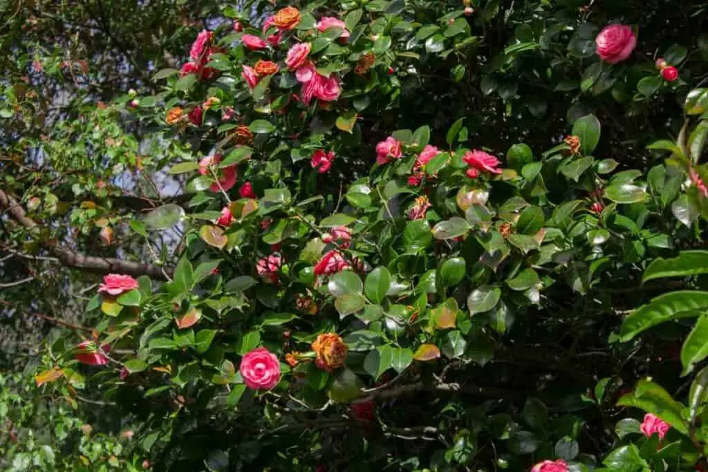 Tsubaki camellias flowering