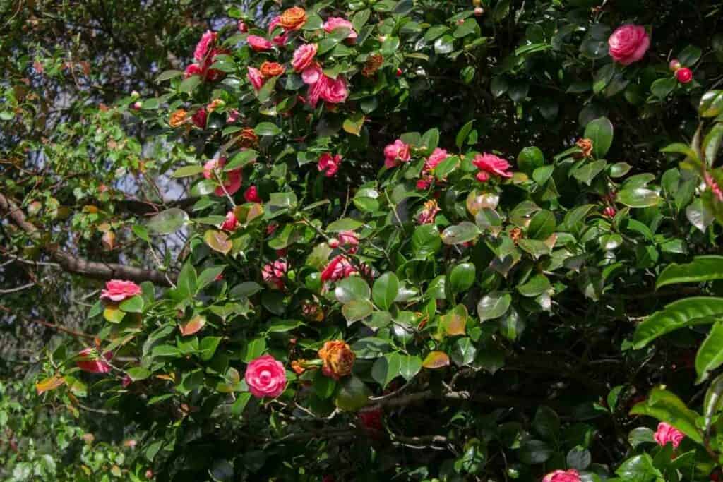 Tsubaki camellias flowering