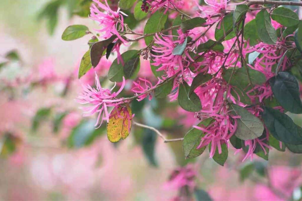 Pink Witch Hazel flowers look like Japanese cherry blossom