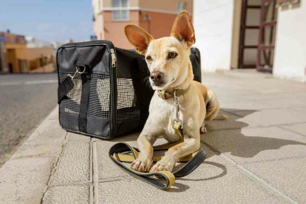 Japanese airlines that allow dogs in the cabin