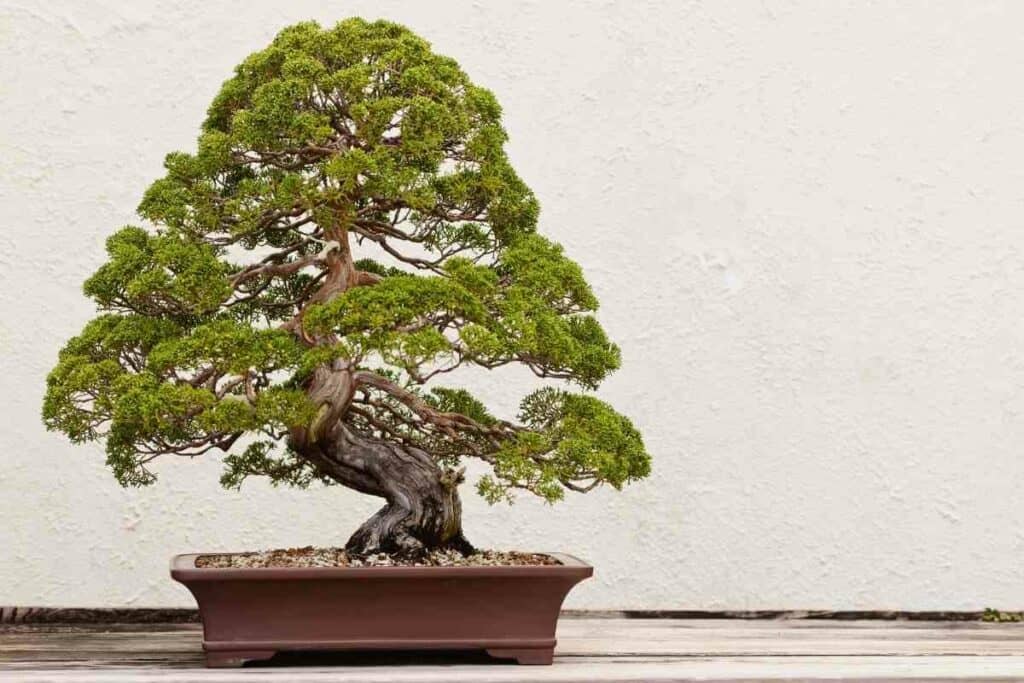 Bonsai watering tips