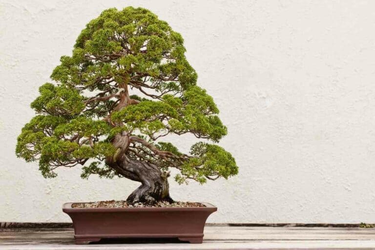 How to Water a Bonsai Tree Indoor YouGoJapan