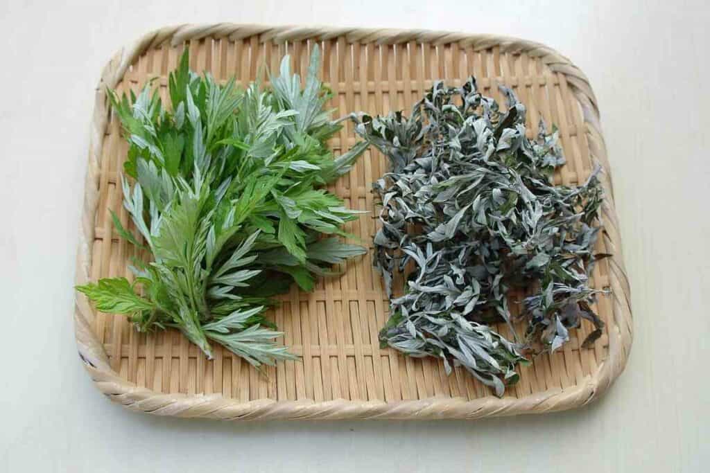 Mugwort tea benefits