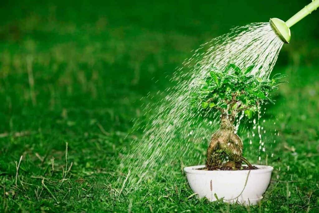 Watering a bonsai tree mistakes