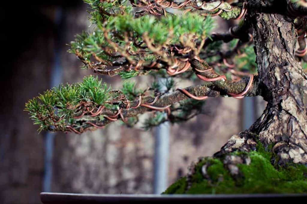 Copper wire For bonsai tips 