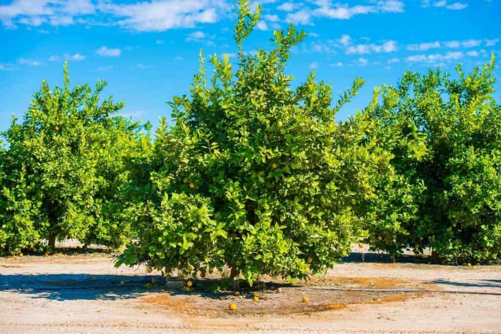 yuzu and lemon fruit trees