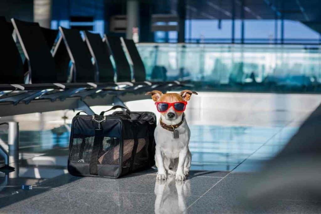 Following Rules about dogs Japanese airlines