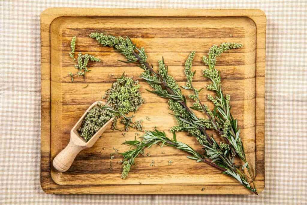 Mugwort tea plant faqs