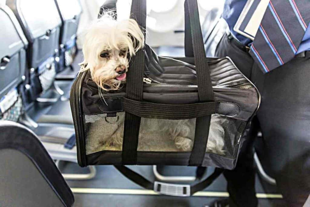 Flying pets checked baggage