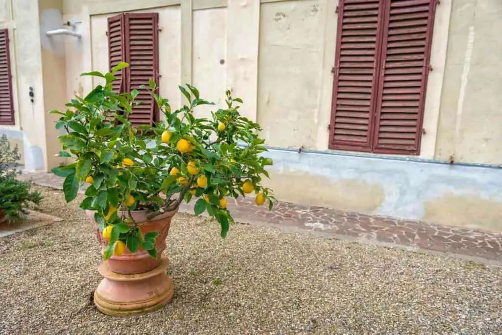 Growing lemons in a pot