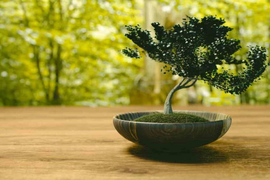 Bonsai tree indoors watering tips