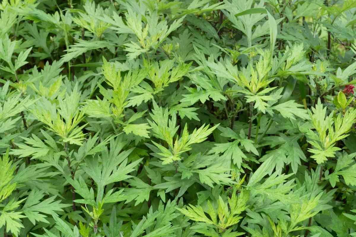 What Does Mugwort Tea Taste Like? - YouGoJapan